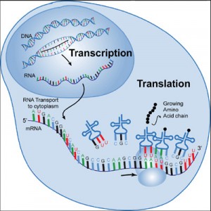 Transcription in celluar gene activity illustrated by a graphic rendering