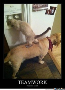 Dog helps cat raid the refrigerator, now thats teamwork!. Speaking of teamwork, did you know that GV Expo and GovComm have team up this year! Check out the article for more details.