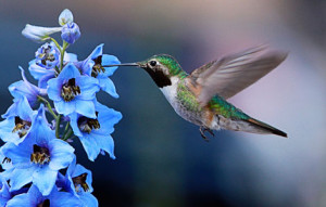 Hummingbird photograph during pollination. 